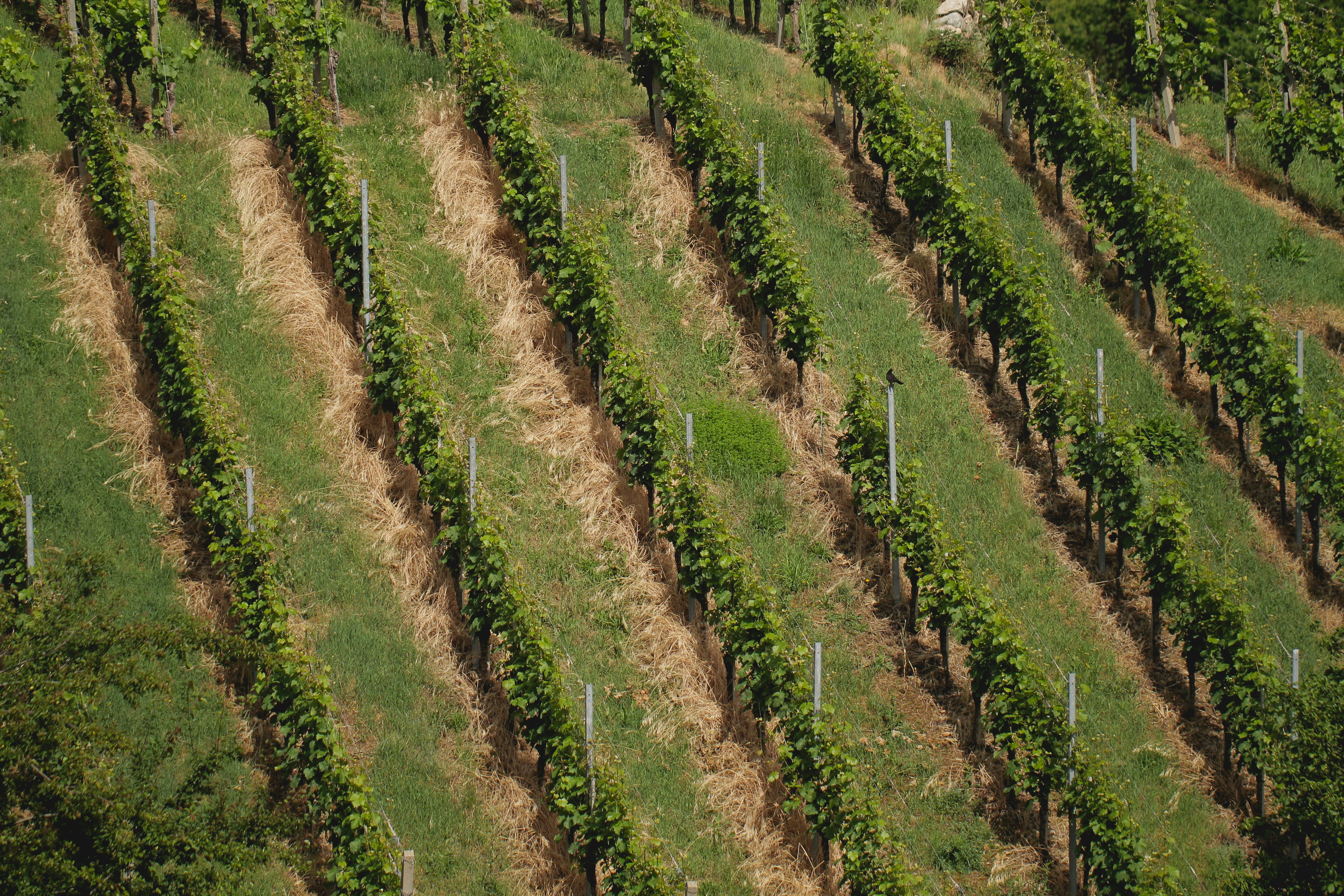 Vinogradi Ferenac